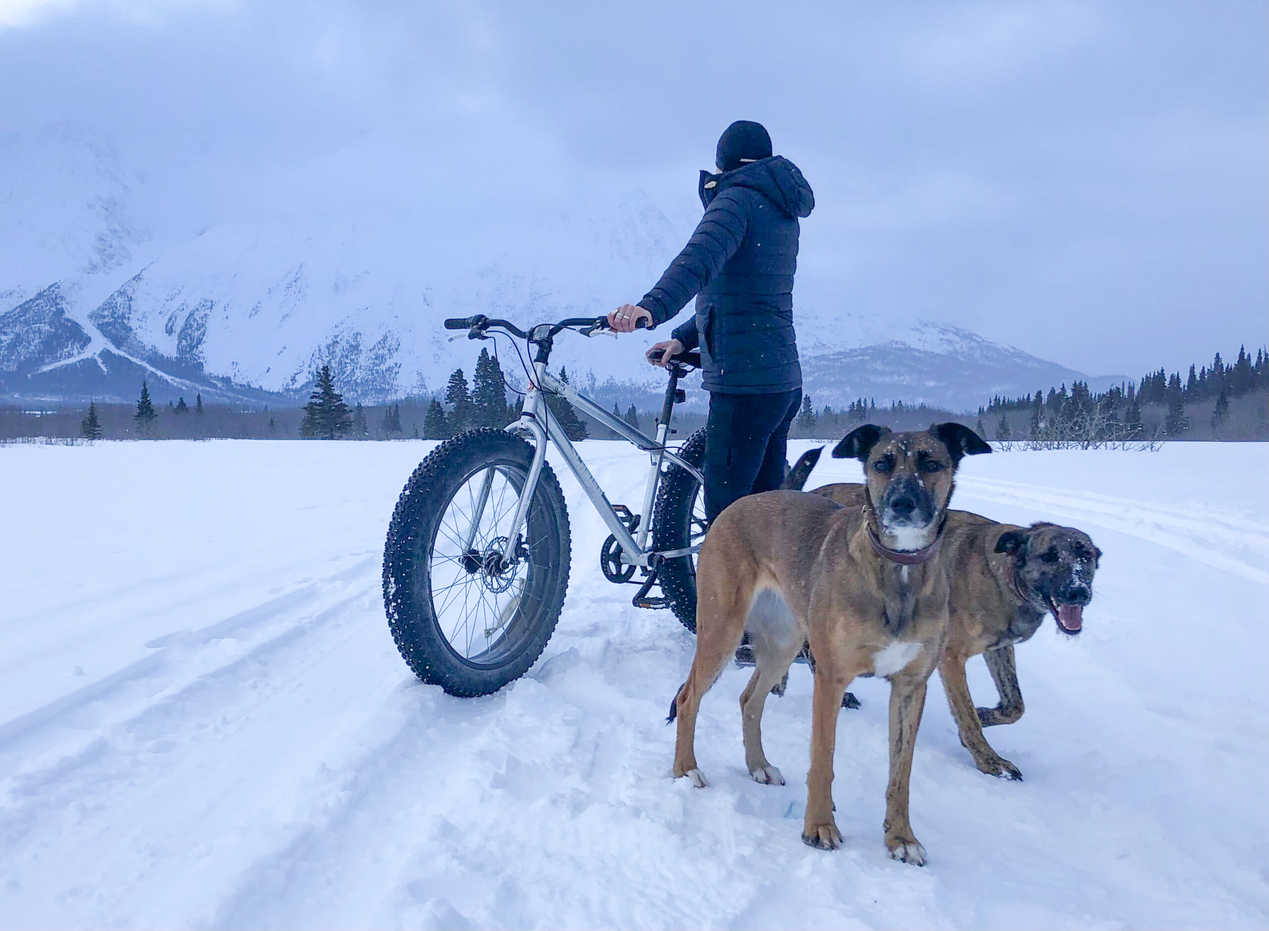 Woman and 2 dogs next to a fat bike, looking at a winter scenery
